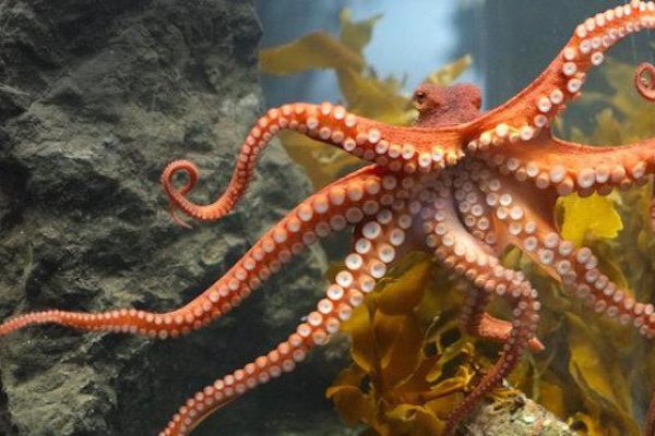 Kraken darknet onion